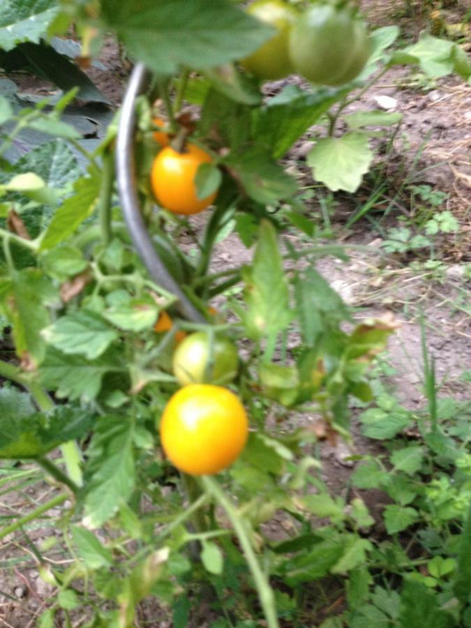 Le Jardin Croix Roussien Lejlighed Lyon Eksteriør billede